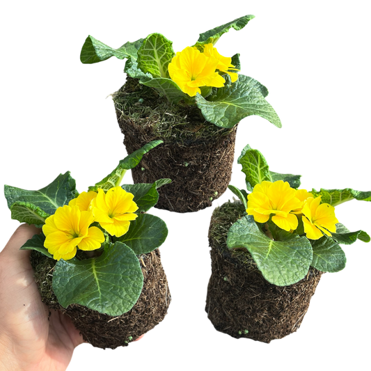 Primrose Yellow – Hardy Winter and Spring Bedding (Set of 3 or 6)