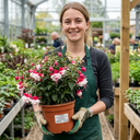 Fuchsia Alice Hoffman Plants