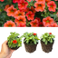 Set of 3 or 6 Large Plants - Calibrachoa Cabaret Early Orange, Outdoor Garden Ready