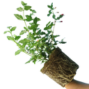 1 Large, Outdoor Garden Ready Plant - Fuchsia Mrs Popple, Peat Free 2L Pot