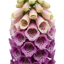 Foxglove Excelsior Hybrids Plants (Set of 3 or 6)