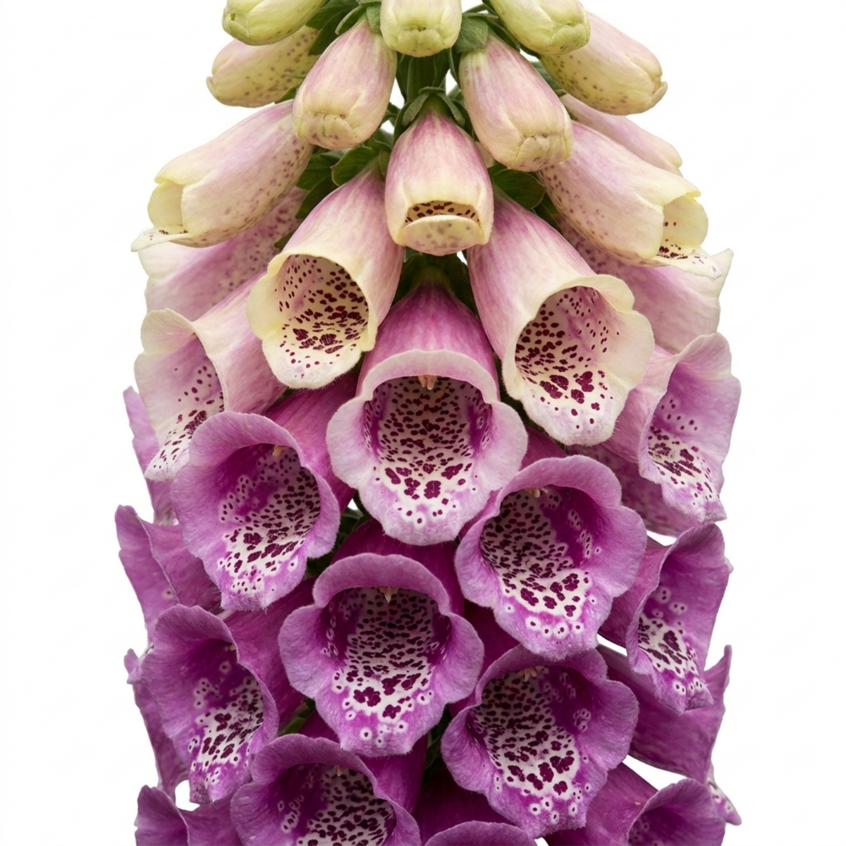 Digitalis 'Excelsior Hybrids' (Foxglove) – Hardy Perennial (Set of 3 or 6)
