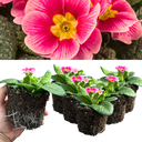Primrose Appleblossom Plant