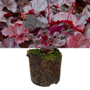 Heuchera Obsidian Plant (2L Pot)
