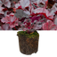 Heuchera Obsidian