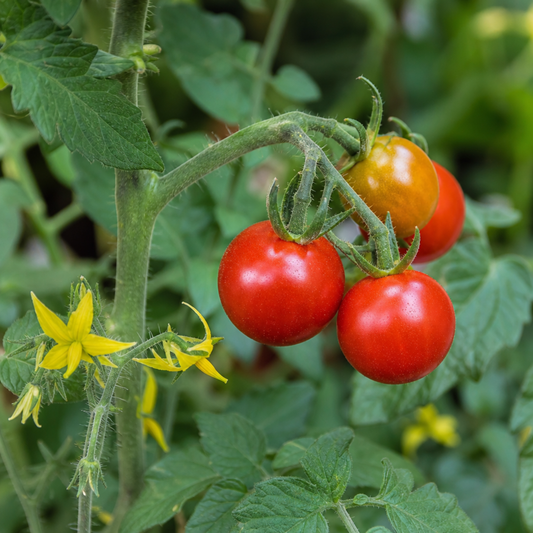 Truss of small round red cherry tomatoes with one ripening yellow, plus yellow flowers