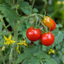 1 Gardeners Delight Cherry Tomato Plant, Live Outdoor Garden Ready, Established 2 Litre Root Ball