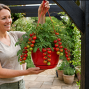 Tumbling Tom Red Tomato Hanging Basket Plants, 25cm Pots
