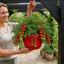 Tumbling Tom Red Tomato Hanging Basket Plants, 25cm Pots