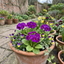Set of 3 or 6 Primrose ‘Queen Neon Violet’ Hardy Perennial Plants, Bee Friendly Spring Flowering, Outdoor Garden Ready, 1 Litre Root-Ball