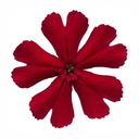 Lychnis Atrosanguinea ‘Rose Campion’ Hardy Cottage Garden Perennial Plants (Set of 3 or 6)