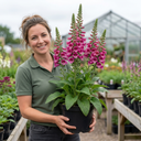 Digitalis Hanabee Deep Rose Foxglove Plants