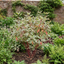 1 Cornus Alba Elegantissima Variegated Dogwood Shrub, Hardy Garden Ready, 3 Litre Root Ball