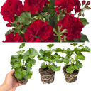 Geranium Sunflair Ruben Plants (Set of 3 or 6)
