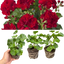 Set of 3 or 6 Large Plants - Geranium Sunflair Ruben, Ready to Plant in Your Garden