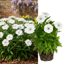 Dianthus Dart White Plant (2L Pot)