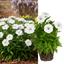 1 Large Plant - Dianthus Dart White, Ready to Plant in Your Garden, 2L Pot