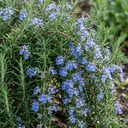 Rosemary Blue Rain Herb Plants (Set of 3 or 6)