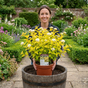 Physocarpus Raspberry Lemonade Ninebark Plants