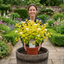 1 Physocarpus Raspberry Lemonade Ninebark Plant, Hardy Flowering Shrub, 3 Litre Root Ball