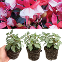 Set of 3 or 6 Large, Outdoor Garden Ready Plants - Fuchsia Bella Hilda (Pink & White)