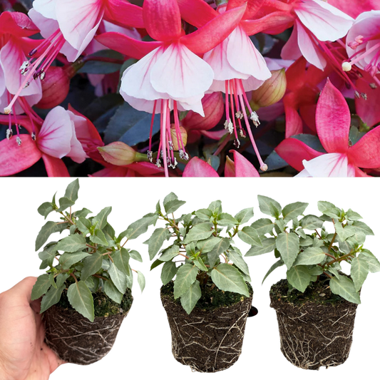 Fuchsia 'Bella Hilda' – Pink & White Bedding Fuchsia (Set of 3 or 6)