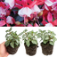 Set of 3 or 6 Large, Outdoor Garden Ready Plants - Fuchsia Bella Hilda (Pink & White)
