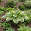 1 Large Hosta Atlantis Hardy Perennial Plant, Outdoor Garden Ready, 17cm Root-Ball, For Shade