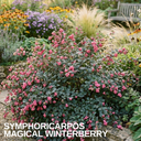 Symphoricarpos Magical Winterberry Plant (3L Pot)