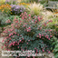 1 Large Plant - Symphoricarpos Magical Winterberry, Outdoor Garden Ready, 3L Pot