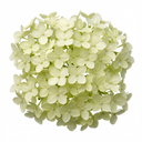 Euonymus Microphyllus Hardy Evergreen Shrub Plants (Set of 3 or 6)