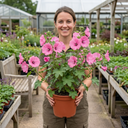 Lavatera Bredon Springs Tree Mallow Plant (2L Pot)