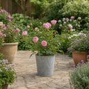 3Ltr Pink Patio Rose Bush, Outdoor Garden Ready, Pots