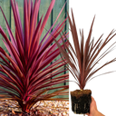 Cordyline Red Star Plant (2L Pot)