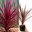 1 Large Plant - Cordyline Red Star, Ready to Plant in Your Garden, 2L Rootball