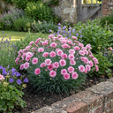 Cocktail Pink Dianthus Cosmopolitan Plants