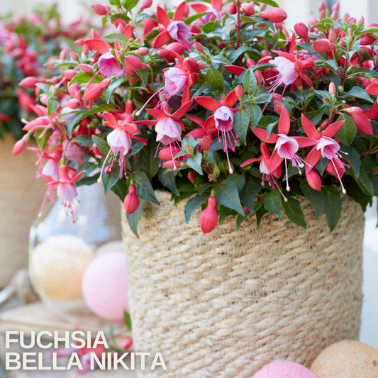 Rope-wrapped pot of fuchsia with coral-red sepals and pale pink corollas, caption text overlaid