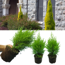 Cupressus Wilma Plants (Set of 3 or 6)