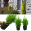 Set of 3 or 6 Large Plants - Cupressus Wilma, Ready to Plant in Your Garden, Peat-Free