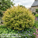 Lophomyrtus ‘Golden Dragon’ Plant