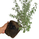 Pittosporum Malahide Plant