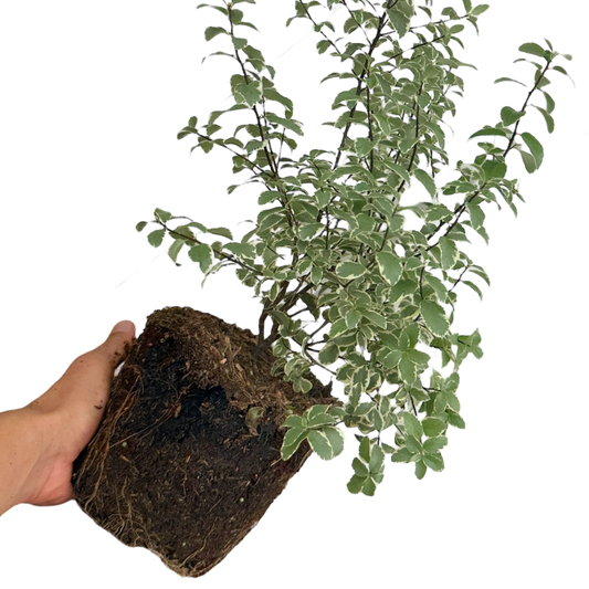 Pittosporum 'Malahide' – Evergreen Shrub (3L Pot)