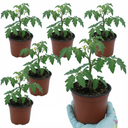 Tomato Gardeners Delight Variety Plants (Set of 3 or 6)