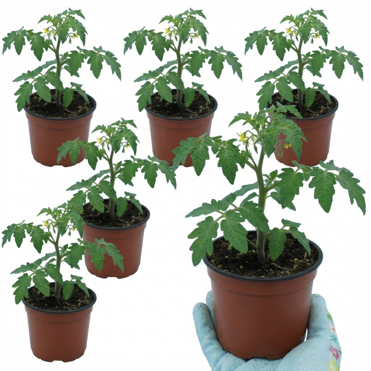 Tomato 'Gardeners Delight' – Cordon Cherry Tomato (Set of 3 or 6)