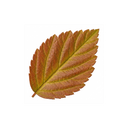 Spiraea Goldflame Plants