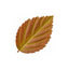 1 Spiraea Goldflame Plant, Hardy Japanese Spirea Flowering Shrub, Garden Ready, 17cm Root-Ball