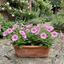 Set of 3 Large Plants - Petunia Express Apple Blossom, Outdoor Garden Ready