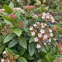 Viburnum Tinus Gwenllian Hardy Evergreen Flowering Shrub Plants (Set of 3 or 6)