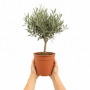 3L Olive Tree Plant, 80-100cm, Mediterranean Nursery Pots
