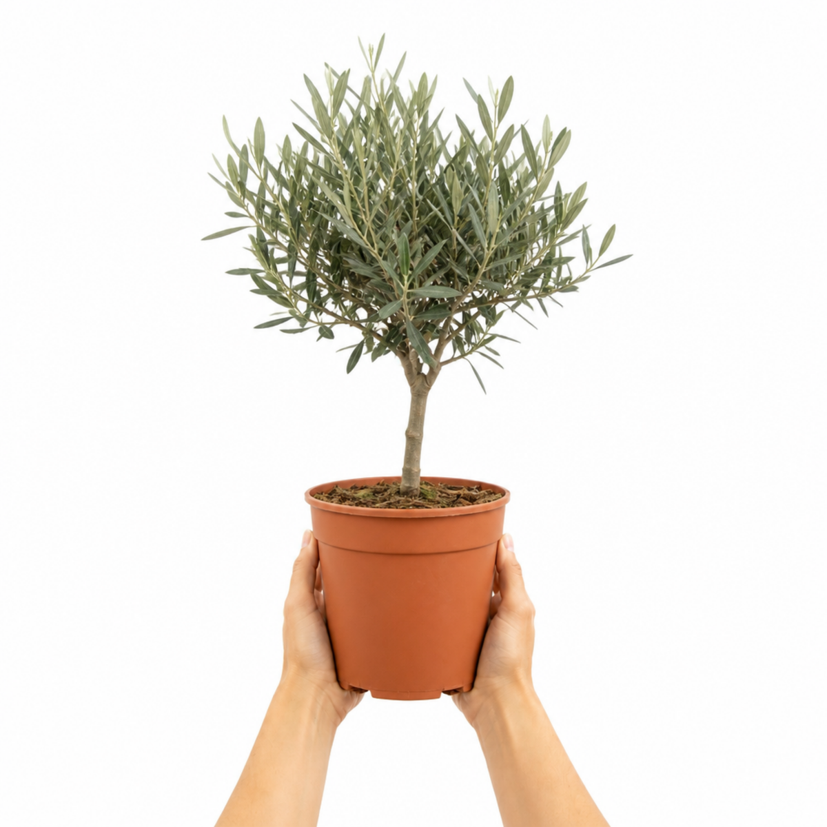 Olive (Olea europaea) – Young Tree, 80–100cm (3L Pot)